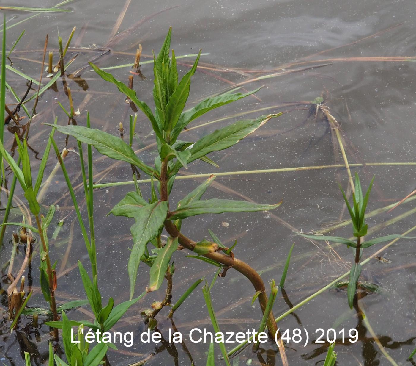 Loosestrife, Tufted leaf